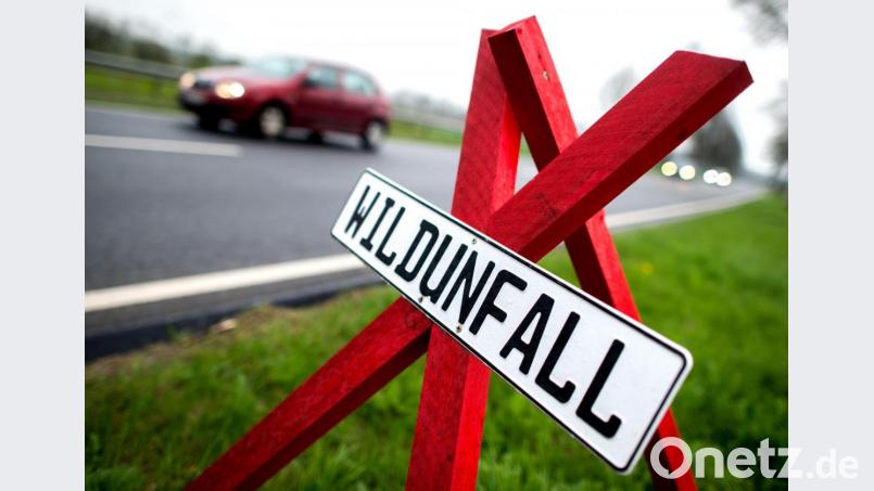Die Polizei Auerbach registriert in ihrer Unfallstatistik 2020 einen auffallend hohen Anteil von Zusammenstößen mit Wild. Symbolbild: Hauke-Christian Dittrich/dpa
