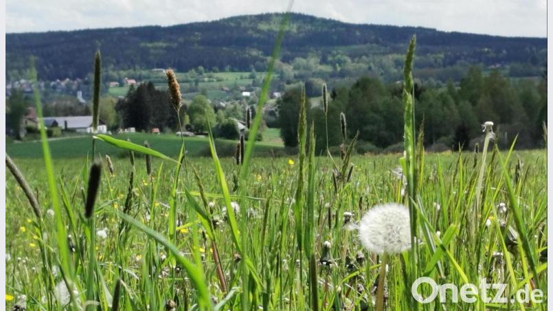 Panoramablick vom Ortsteil Schwand auf die Stadt Schönsee und den Drechselberg: Die Mittelgebirgslandschaft im „Naturpark Oberpfälzer Wald“ bietet sich mit ihren sanften Tälern und Höhen für Wanderungen an. Jetzt will das Schönseer Land mit Pauschalangeboten nicht nur die Tagestouristen locken. Bild: Portner