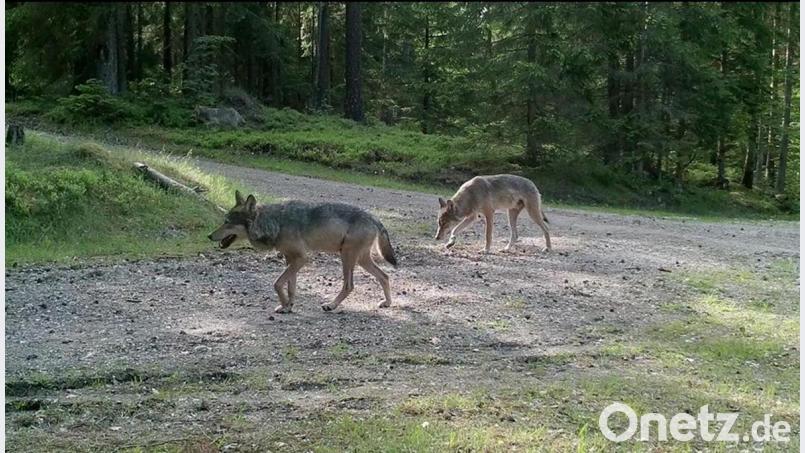 Zwei Wölfe aus dem Rudel im Veldensteiner Forst. Diese Aufnahme einer Fotofalle wurde Oberpfalz-Medien von Sebastian Bäumler, Revierleiter des Forstbetriebs Pegnitz der Bayerischen Staatsforsten, zur Verfügung gestellt. Bild: Bayerische Staatsforsten, Forstbetrieb Pegnitz