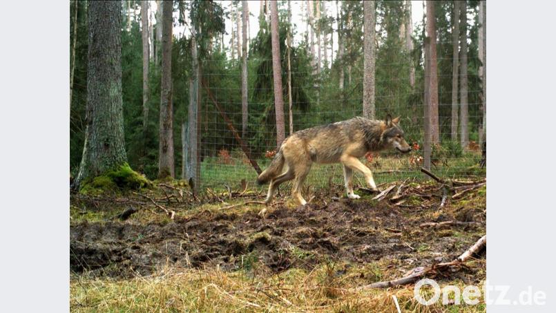 Ein Jährling aus dem Veldensteiner Wolfsrudel 2020. Diese Aufnahme einer Fotofalle wurde Oberpfalz-Medien von Sebastian Bäumler, Revierleiter des Forstbetriebs Pegnitz der Bayerischen Staatsforsten, zur Verfügung gestellt. Archivbild: Bayerische Staatsforsten, Forstbetrieb Pegnitz