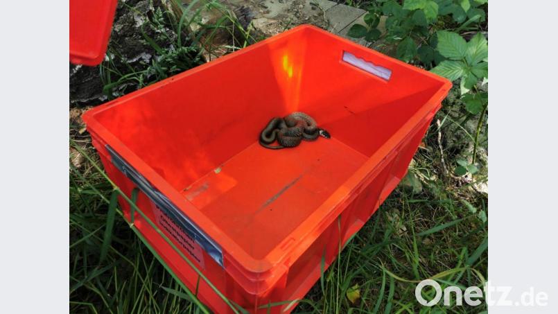 Mit kleineren Hilfsmitteln und einer Box wurde die Ringelnatter eingefangen. Bild: mde