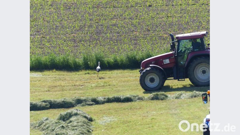 Der Traktor muss ausweichen, denn der Storch lässt sich nicht beirren. Bild: sl
