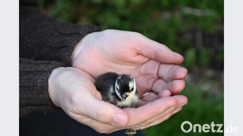 Andrea Süß hält einen kleinen Fasan in der Hand. Rund 100 Küken zieht die Teunzer Jägerin aktuell auf. Bild: Andrea Süß
