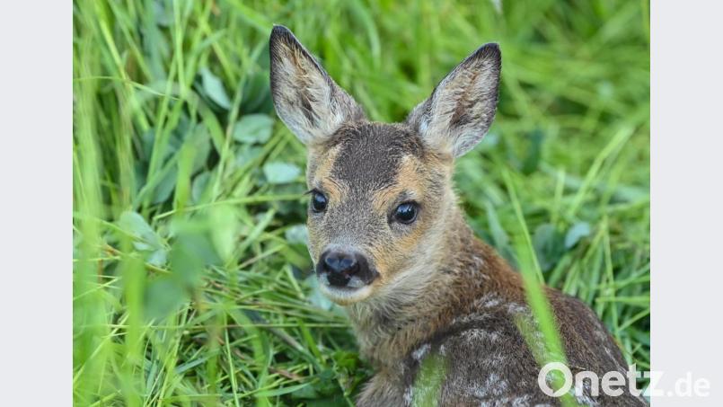 Tiefe Wunden an Kopf und Nase hat ein Rehkitz nach einer vermutlichen Attacke durch einen freilaufenden Hund davongetragen. Symbolbild: Patrick Pleul/dpa