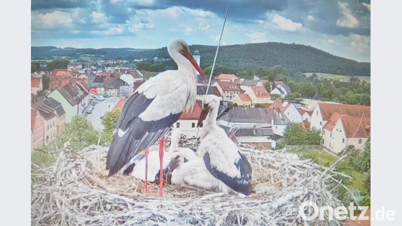 Alleinerziehende Mutter mit vier Kindern: Dieses Schicksal hat Familie Storch auf dem Pfreimder Horst ereilt. Storchenbetreuer Arnold Kimmerl ist aber zuversichtlich, dass der Nachwuchs nicht hungern muss, und hat vorsichtshalber eine Futterstelle eingerichtet. Bild: Uli Hofmann/exb