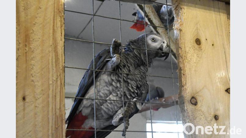 Aras und Graupapageien verstehen sich nicht und dürfen deshalb nicht gemeinsam in einem Käfig gehalten werden. Das haben Vogel-Experten bei einer Inspektion festgestellt. Diese Vorgabe sei veraltet, hält Gnadenhof-Betreiberin Ulrike Jackson vehement dagegen – sie befürchtet, dass ihr Papagei vereinsamen würde. Bild: Petra Hartl