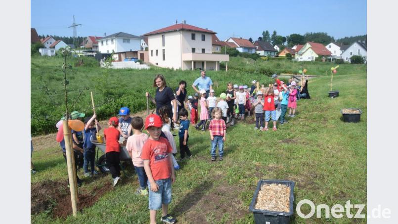 Der Anstoß für eine Streuobswiese. Mit Eifer pflanzen die Kinder drei Apfelbäume. Bild: fz