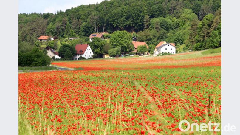 Die biologische Anbauweise lässt es zu, dass der angesäte Luzerne-Klee großflächig von Mohnblumen durchwirkt wird. Bild: ds