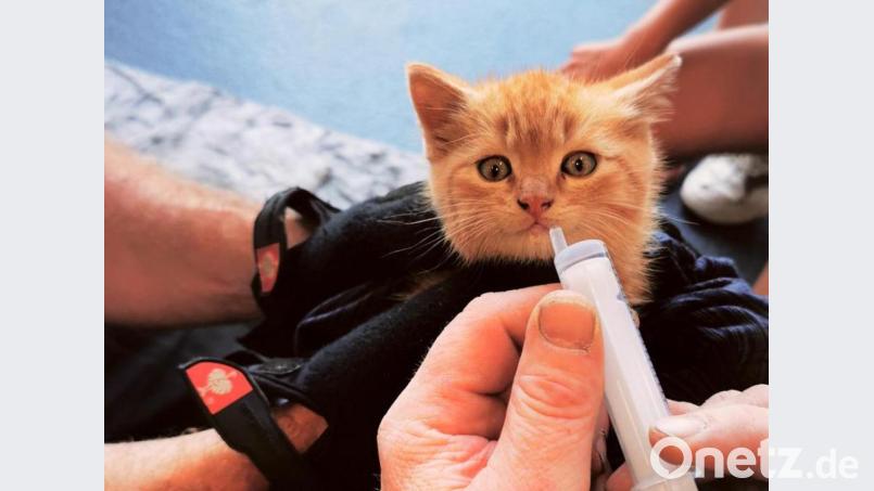 Die Feuerwehr hat ein eingeklemmtes Katzenjunges aus einem Auto befreit. Bild: Christian Münstermann/FF Gemeinde Laufach/dpa