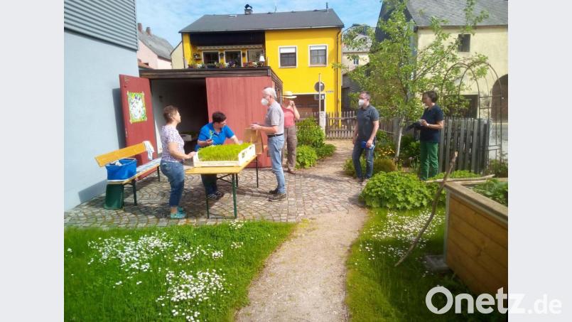 Im Lehrgarten des Obst- und Gartenbauvereins am Waldershofer Stadtpark konnten sich Interessierte Fenchelpflanzen abholen. Bild: fpoz