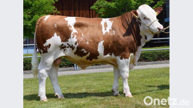 Ein Prachtexemplar: Der Betrieb Schleicher aus Unterreiselberg züchtete diesen sehr gut typisierten „Rauch“-Sohn, der zum Prüfeinsatz an den Besamungsverein Neustadt an der Aisch geliefert wurde. Bild: RZO/exb