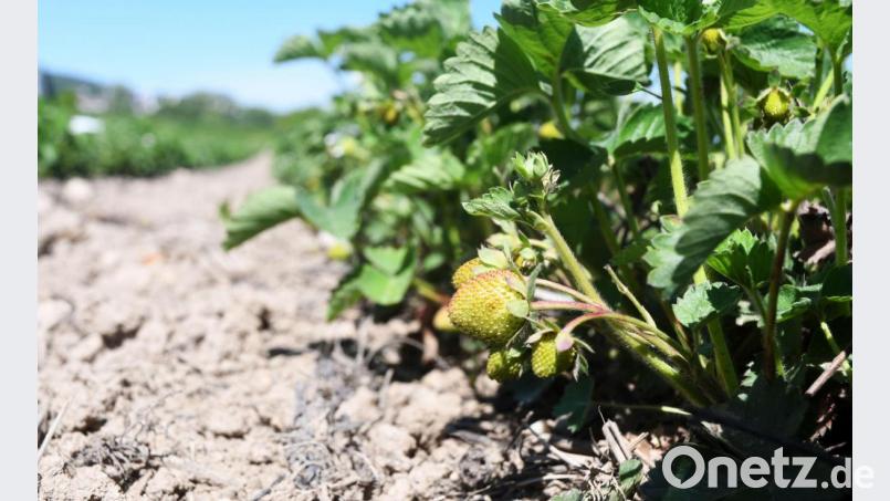 Schon groß, aber noch grün. Etwa zwei Wochen brauchen die Erdbeeren auf dem Schirmitzer Feld noch, bis sie auch rot und süß und damit erntereif sind. Bild: Gabi Schönberger