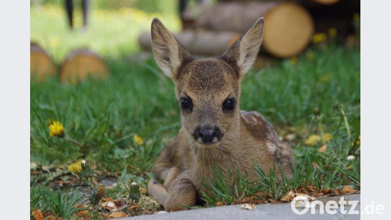 Ein Rehkitz wie auf diesem Archivbild zu sehen hetzte ein Hütehund und biss es so heftig, dass es verendete. Archivbild: mmj