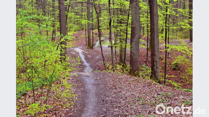 Mountainbike-Strecke auf dem Mariahilfberg: Diese Querfeldein-Trails bedeuten laut Stadtförster Martin Seits empfindliche Eingriffe in den Waldboden. Bild: Simon Wiesner, Stadt Amberg/exb