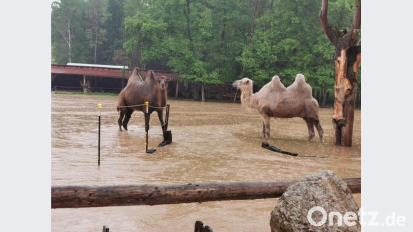 Eine ziemlich nasse Angelegenheit. Dort, wo sich die Kamele von Alfons und Uschi Heindl normal herumtreiben, haben Wassermassen für eine Überschwemmung gesorgt. Bild: Alfons Heindl