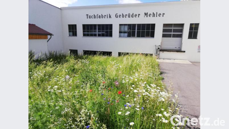 Mit der Wildwiese am Unternehmen hat die Tuchfabrik Mehler einen Beitrag zum Volksbegehren &quot;Rettet die Bienen&quot; geleistet. Bild: Paulus Mehler/exb