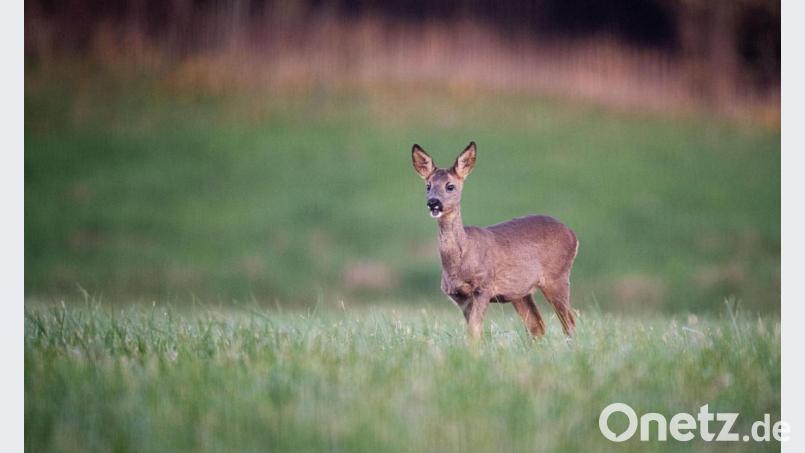 Die Polizei sucht Hinweise auf einen Unbekannten, der auf einem Feldweg bei Moosbach ein schwer verletztes oder totes Reh abgelegt hat, ohne es zu melden. Symbolbild: Daniel Reinhardt/dpa