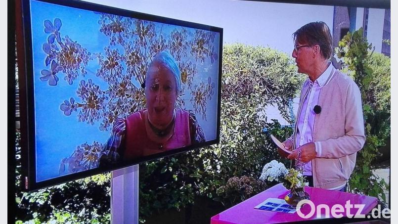 Waltraud Witteler aus Weiden erklärt im Frühstücksfernsehen (rechts Moderator Peter Grossmann) die Verwechslungsgefahren beim Sammeln von Wildpflanzen. Screenshot: ARD
