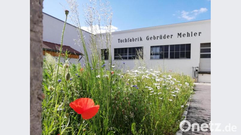 Mit der Wildwiese am Unternehmen hat die Tuchfabrik Mehler einen Beitrag zum Volksbegehren &quot;Rettet die Bienen&quot; geleistet. Bild: Paulus Mehler/exb