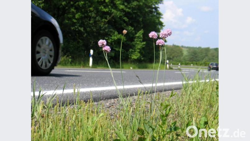 Sandgrasnelken am Straßenrand. Bild: bkr
