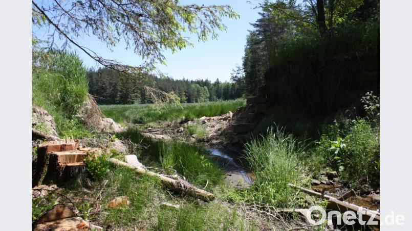 Nur noch ein kleines Bächlein fließt durch das Becken des ehemaligen Schneidweihers in Oberbibrach. Wie es mit dem Gelände weitergeht, ist ungewiss, so der Besitzer. Bild: edo