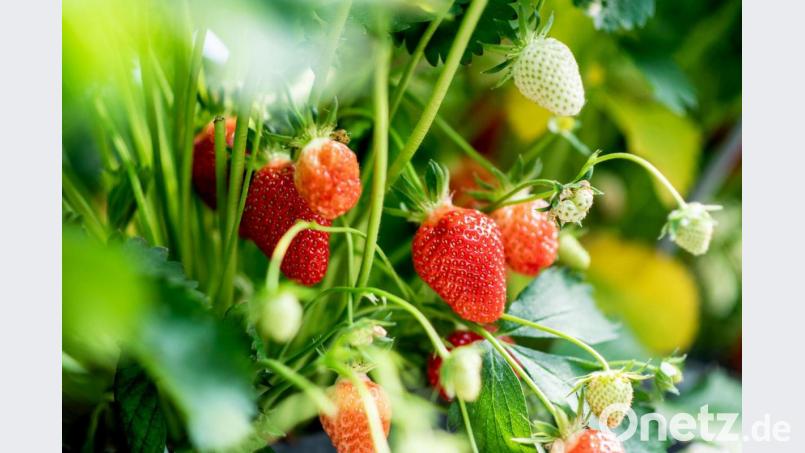 Je mehr Sonne die Erdbeeren abbekommen, desto besser ist der Geschmack. Am Wochenende kann die Ernte endlich los gehen. Symbolbild: Hauke-Christian Dittrich