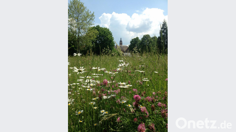 Der himbeerfarbene Rotklee (auch:Wiesenklee) und Margeriten (weiß blühend) in der städtischen Grünanlage vor Auerbach. Bild: Gertrud Burger/Bund Naturschutz Auerbach