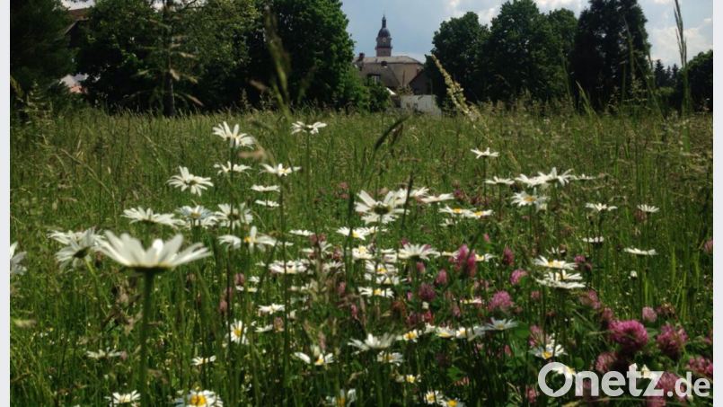 Der himbeerfarbene Rotklee (auch:Wiesenklee) und Margeriten (weiß blühend) in der städtischen Grünanlage vor Auerbach. Bild: Gertrud Burger/Bund Naturschutz Auerbach