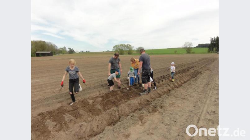 Nahe Tremmersdorf dürfen die Mädchen und Buben der Speinsharter Kindergruppe Kartoffeln pflanzen. Bild: jhö