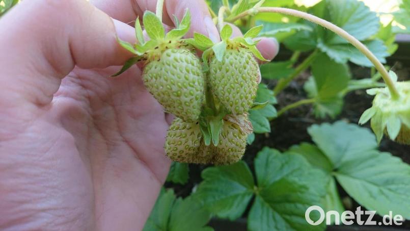Noch sind die Erdbeeren auf dem Feldern nicht reif. In gut einer Woche könnte das große Pflücken aber schon losgehen. Bild: lue