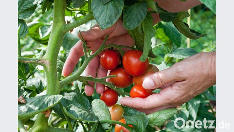 Unter anderem Tomatenpflanzen brauchen besonders viele Nährstoffe. Cornelia Roth setzt dafür Brennnesseljauche ein. Symbolbild: Andrea Warnecke/dpa