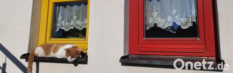 Katze Frida besuchte tagtäglich die Kindergartenkinder. Jetzt zieht sie mit Familie Zeh nach Nürnberg. Bild: fks