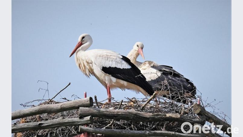 Das Wernberg-Köblitzer Storchenpaar trauert um den Verlust ihres Storchenkindes. Das Bild ist aus der Paarungszeit. Archivbild: twi
