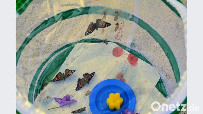Endlich sind die Schmetterlinge da. Bild: fdl
