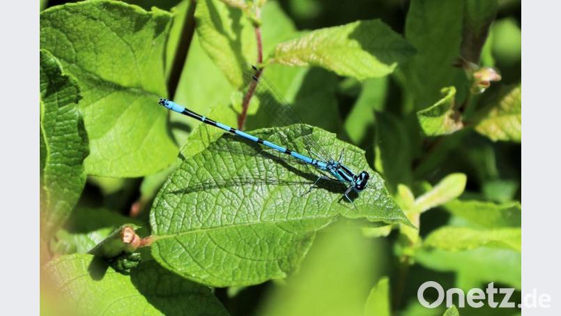 Ein Männchen der Azurjungfer rastet bei Gleiritsch auf einem Blatt am Wasser Bild: akp