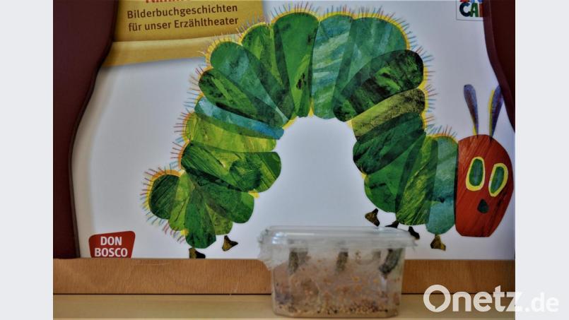 Die Raupen in ihrem Aufzuchtbecher. Bild: fdl
