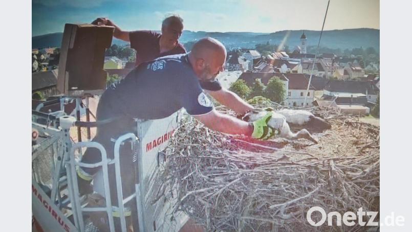 Horstbetreuer Arnold Kimmerl (im Hintergrund) und Bernhard Beierlein von der Feuerwehr bringen die vier verletzten Jungstörche mit der Drehleiter in Sicherheit. Bild: Webcam Stadt Pfreimd