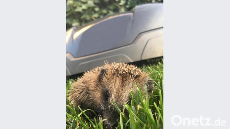 Vor allem nachts läuft der Igel Gefahr, von einem Mähroboter verletzt oder getötet zu werden. Bild: Martina Gehret/exb