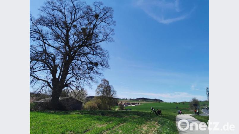 Zwischen Neuhaus und der KTB Anlage steht ein weithin sichtbarer Baum, in dessen Krone sich eine Anzahl von Mistelballen angesiedelt haben. Das Sandelholzgewäschs hält sich mit &quot;Schmarotzen&quot; am Leben, hat jedoch seiit altersher heilende Kräfte. Bild: hzi