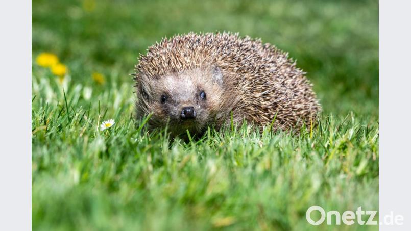 Mähroboter sind für Igel eine schwer kalkulierbare Gefahr. Naturschützer raten deshalb, zumindest nachts auf den Einsatz zu verzichten. Bild: Armin Weigel/dpa