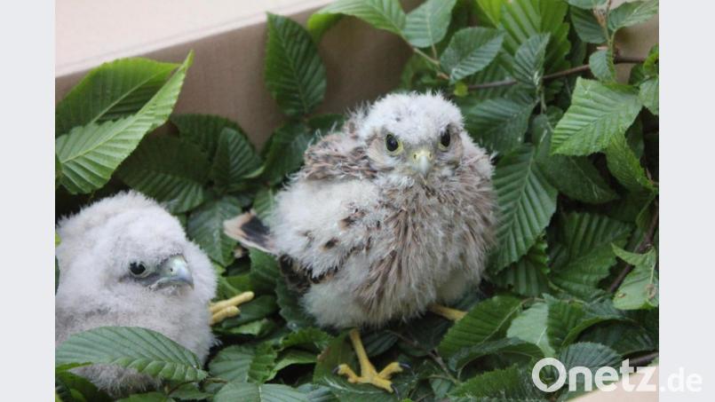 So sehen die kleinen Turmfalken aus, wenn sie in der LBV-Vogelstation zum Aufpäppeln angeliefert werden. In diesem Fall handelt es sich aber nicht um die beiden Nabburger Exemplare. Bild: Ferdinand Baer/exb