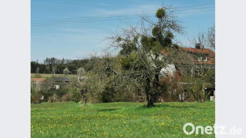 Unmittelbar bei Verlassen von Thumsenreuth ist dieser mit Misteln &quot;geschmückte&quot; Baum zu bewundern. Bild: hzi