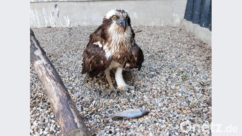 Dem flugunfähigen Fischadler mit dem eingebundenen Fang wird in der Vogelstation in Regenstauf die Beute serviert, seine letzte Mahlzeit in Lampenricht bei Gleiritsch war ein Karpfen. Bild: Ferdinand Baer/exb
