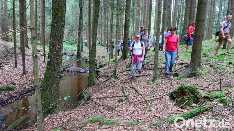Susanne Ullmann-Wiesend (links vorne), Projektleiterin des Artenhilfsprogramms Flussperlmuschel, zeigte 20 Teilnehmern bei einer Exkursion des Naturparks Steinwald entlang des Grenzbachs die nötigen Arbeiten und Anstrengungen zum Erhalt der Flussperlmuschel. Bild: bsc