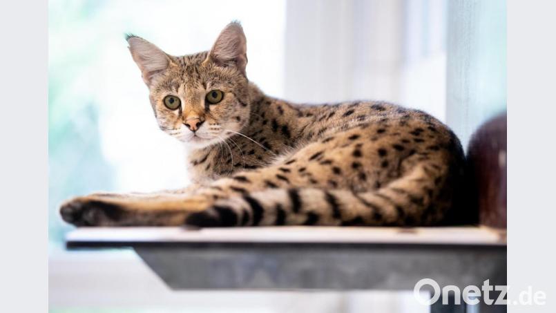 Eine Savannah-Katze sitzt in der Auffangstation für Reptilien in ihrem Gehege. Kreuzungen aus Haus- und Wildkatze schreiten majestätisch daher und beeindrucken mit ihrem getigerten Fell. Doch nicht alle teilen die Begeisterung. Bild: Sven Hoppe/dpa