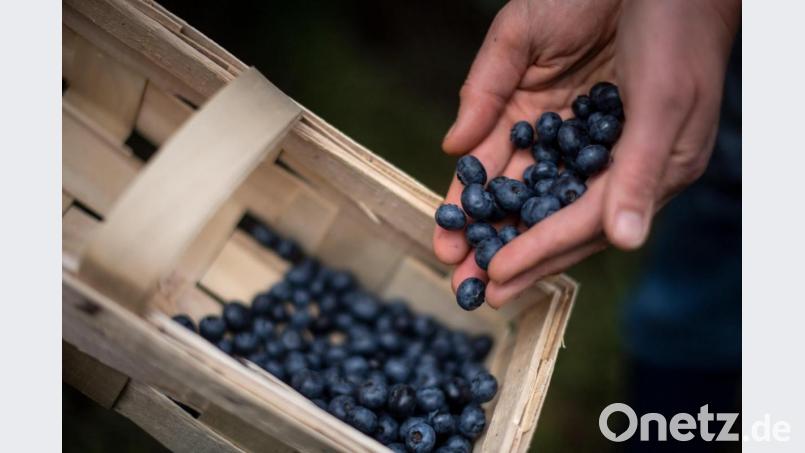 Die Ernte bei Heidelbeeren beginnt Mitte Juni - späte Sorten lassen die Saison erst im August und September ausklingen. Bild: Sina Schuldt/dpa