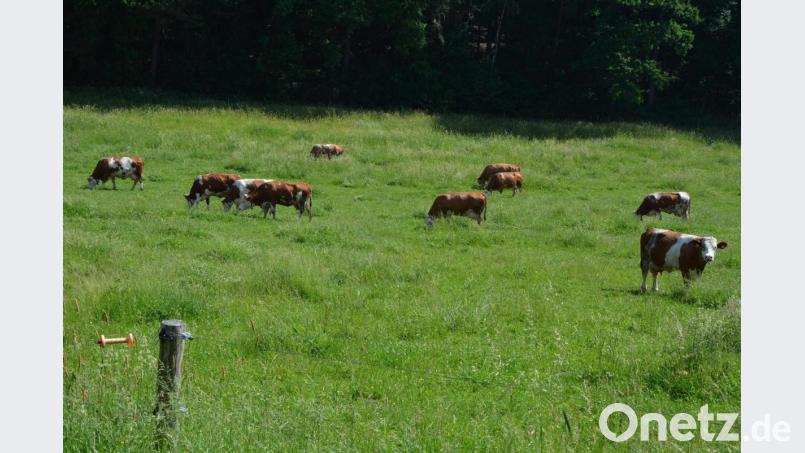 Grasende Rinder auf einer Weide bei Hundsbach. Bild: jr