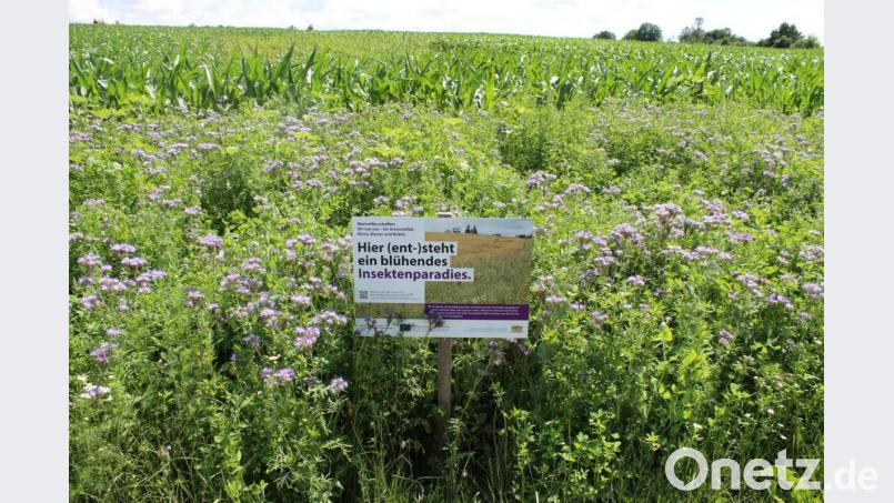 Feldschilder mit QR-Code weisen auf das blühende Insektenparadies hin. Bild: Dobmeier