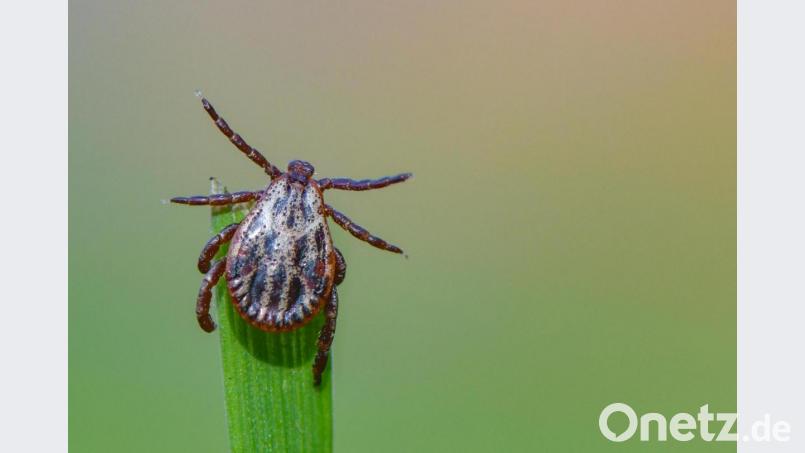 Verträgt sich die Zeckenimpfung mit der Corona-Impfung? Dr. Roland Brey, Leiter des Gesundheitsamts in Amberg, gibt Auskunft. Symbolbild: Patrick Pleul/dpa