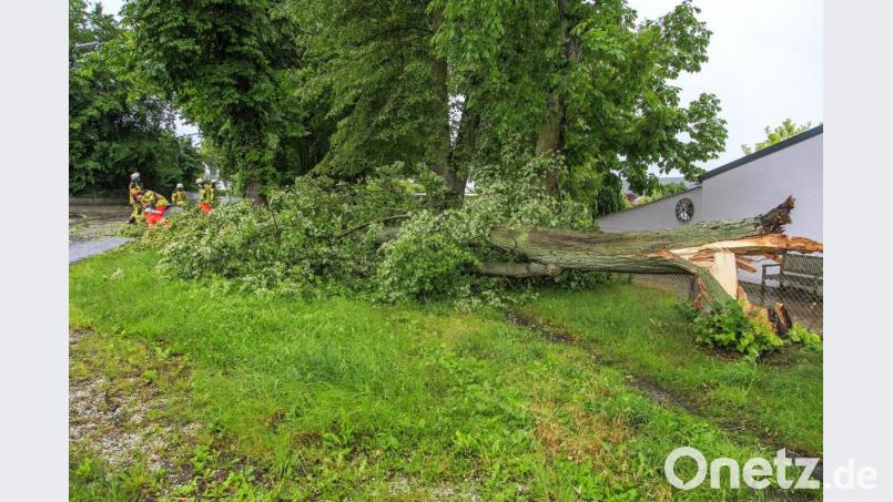 In Fronberg (Stadt Schwandorf) knickte der Wind einen mächtigen Alleebaum nahe der Petruskapelle um. Der Stamm landete zum Glück auf der Straße, und nicht auf dem angrenzenden Gebäude. Bild: Hösamer
